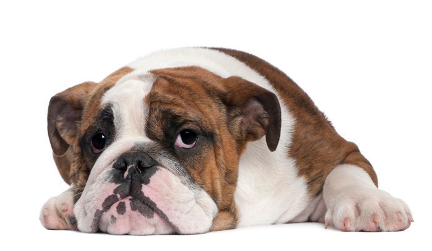 犬の避妊去勢手術について 必要性 メリット デメリット 方法 費用 時期 いぬのきもちweb Magazine 犬の避妊去勢手術について 必要性 メリット デメリット 方法 費用 時期 いぬのきもちweb Magazine