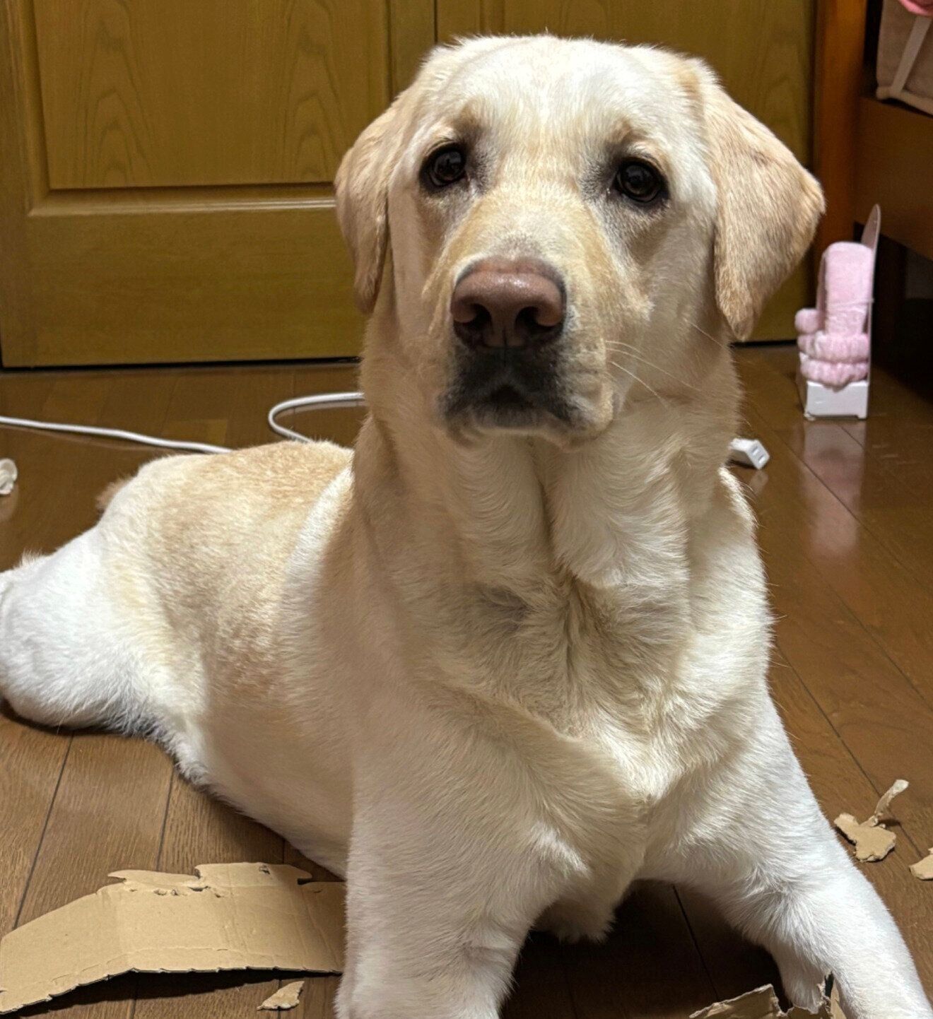 現在のエルくん