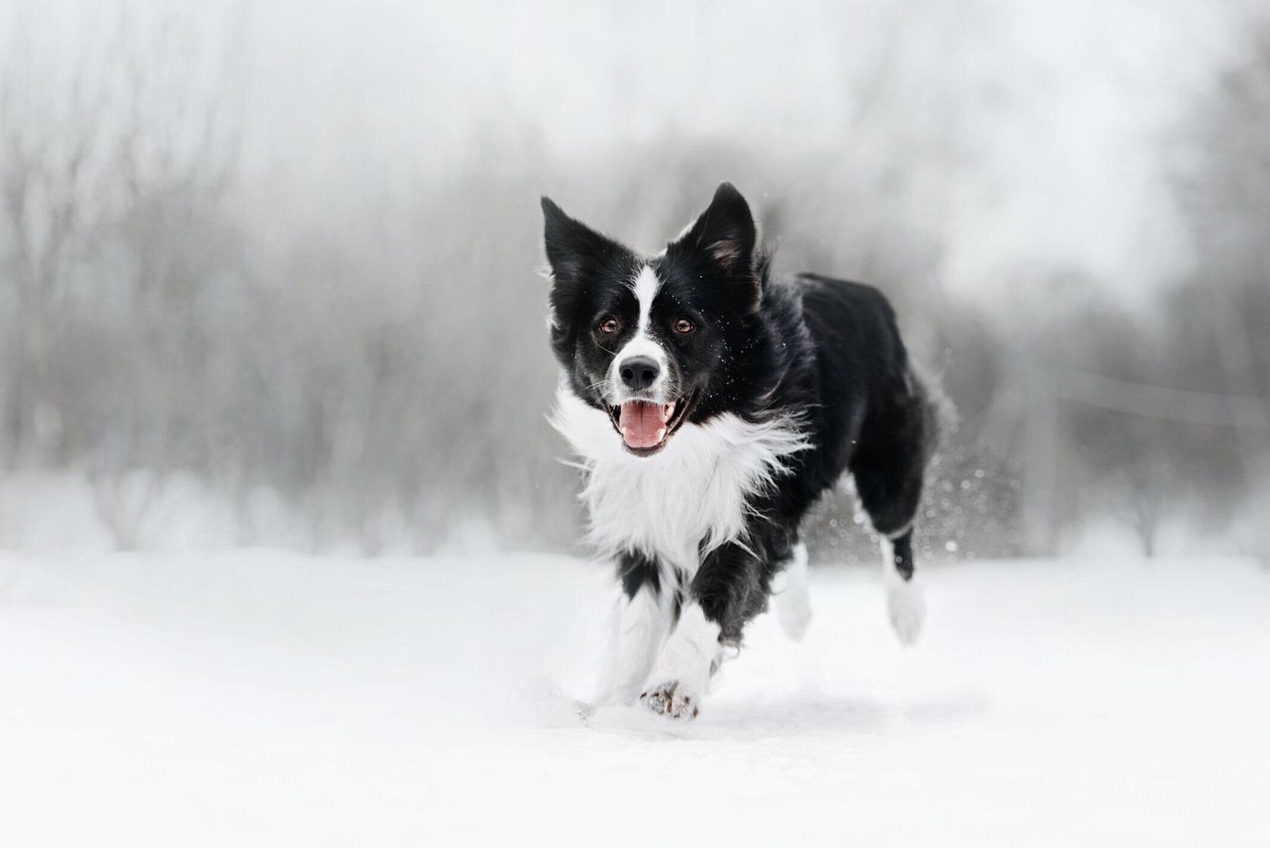 よく寝る 散歩を嫌がる 朝寝坊 冬ならでは の犬の行動とは いぬのきもちweb Magazine よく寝る 散歩を嫌がる 朝寝坊 冬ならでは の犬の行動とは いぬのきもちweb Magazine