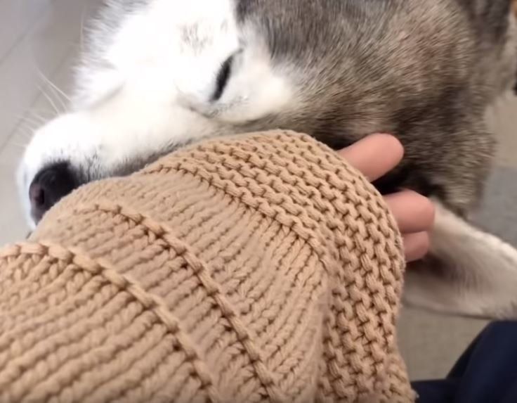 甘えるシベリアン・ハスキー