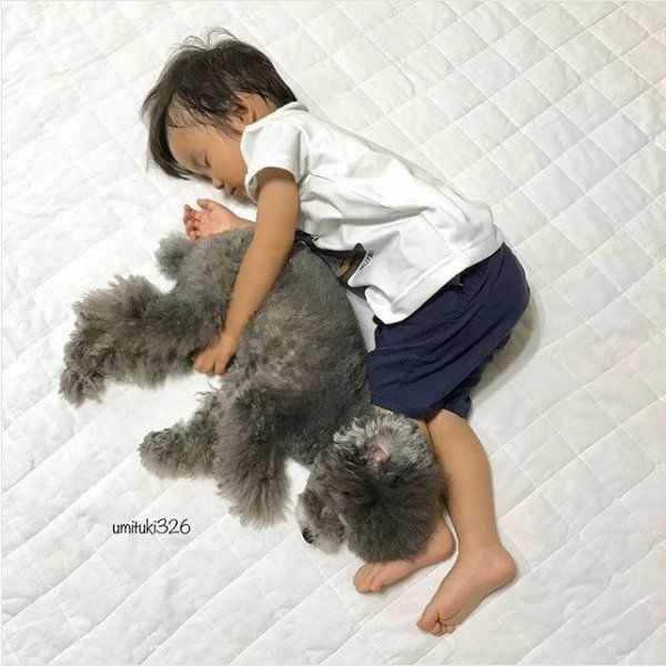 トイ・プードルと男の子