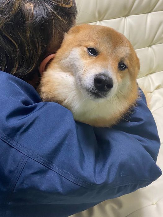 飼い主に抱きしめられている犬
