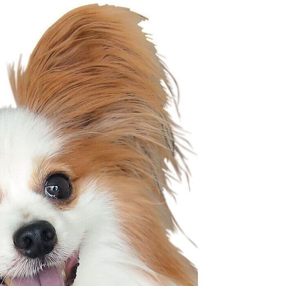 バタフライイヤー