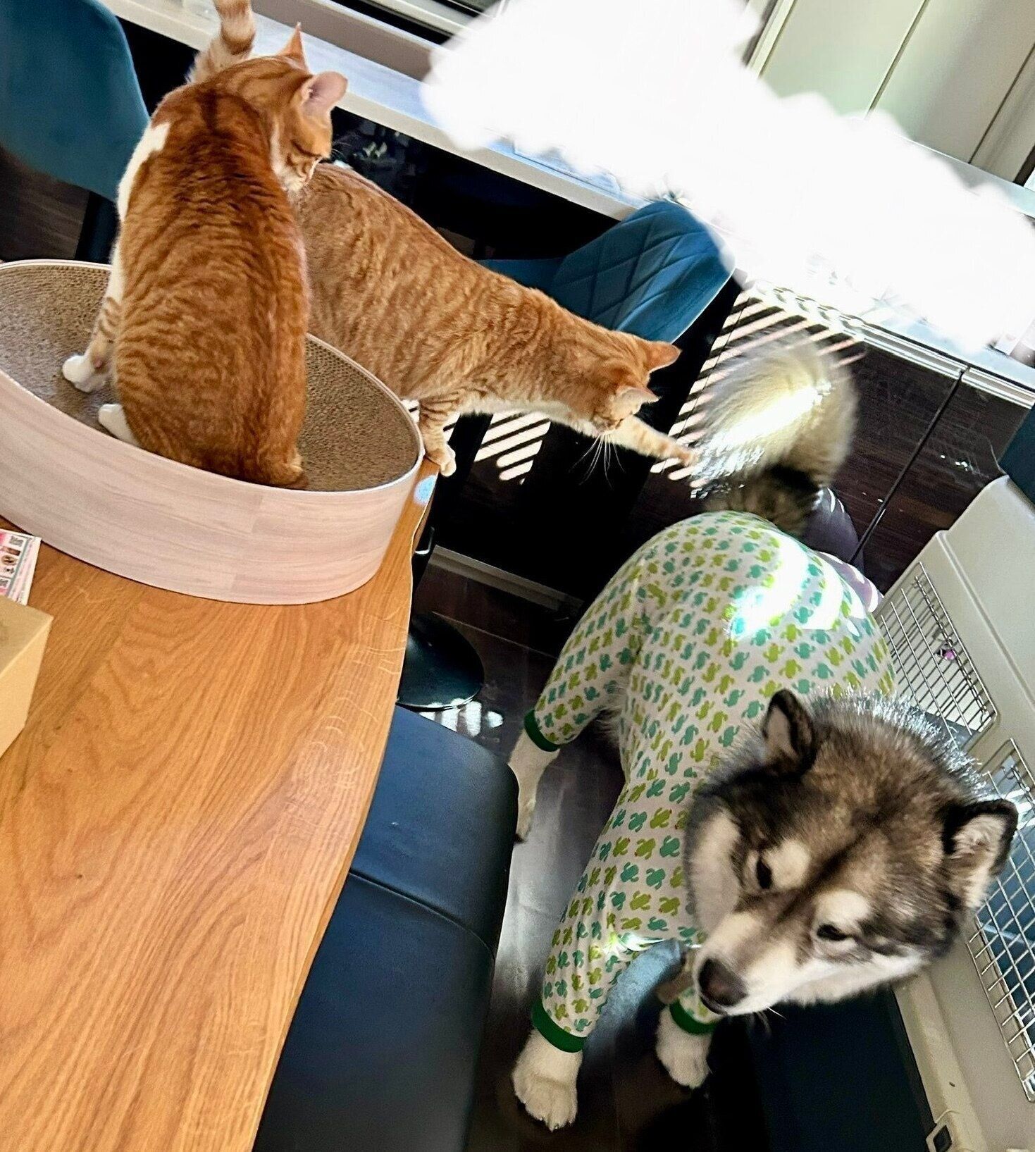 服を着ているアルくんをチョイチョイ触る猫たち