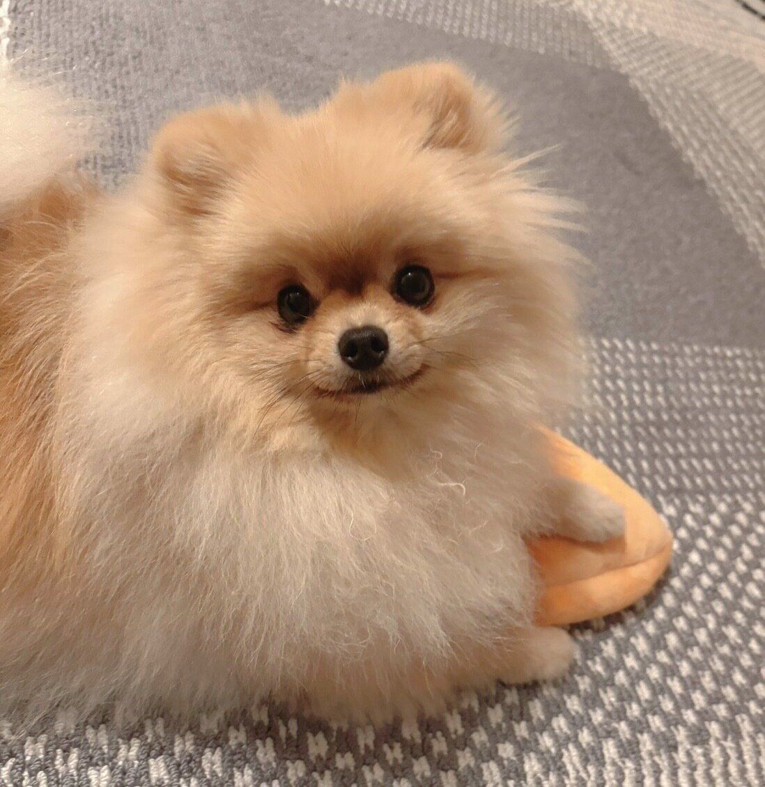 見つめるもこちゃん