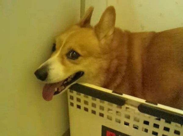 雷が怖いコーギー