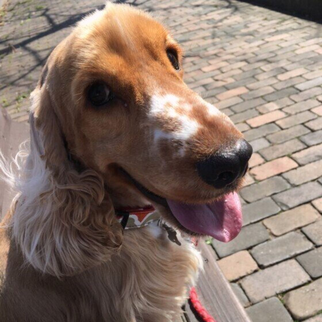 イングリッシュ コッカー スパニエルの特徴 性格 最新価格と飼い方 いぬのきもち 犬図鑑 いぬのきもちweb Magazine イングリッシュ コッカー スパニエルの特徴 性格 最新価格と飼い方 いぬのきもち 犬図鑑 いぬのきもちweb Magazine