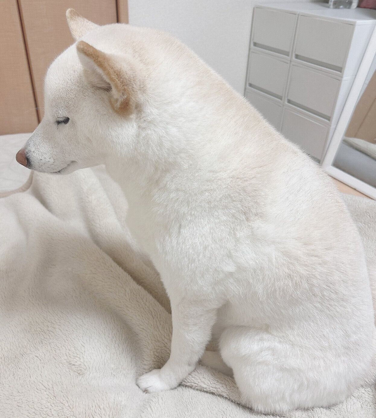 起きたてほやほやのもち吉くん