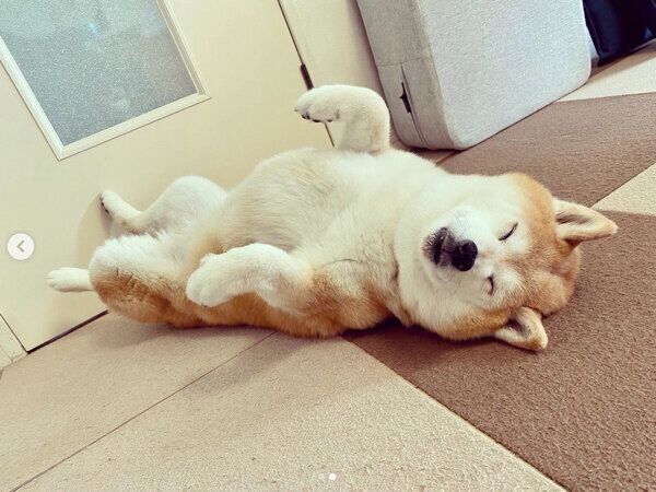 ドアの前でヘソ天するあずきちゃん