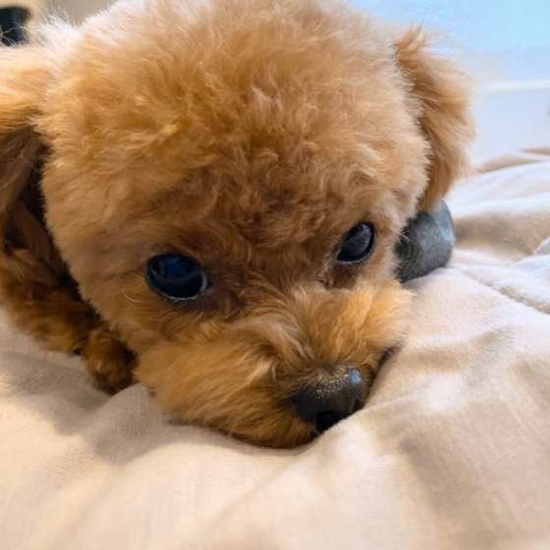 愛犬の運動不足を解消する 犬の筋トレ 愛犬もワクワク楽しめる いぬのきもちweb Magazine 愛犬の運動不足を解消する 犬の筋トレ 愛犬もワクワク楽しめる いぬのきもちweb Magazine