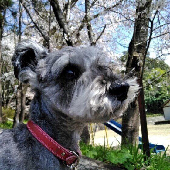 花粉？食べ物？犬のアレルギー検査でわかることは？ いぬのきもち