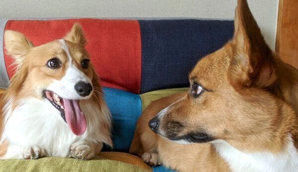見つめ合うコーギー兄妹