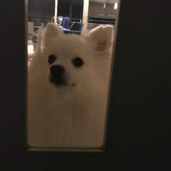 ドアの隙間から覗く犬