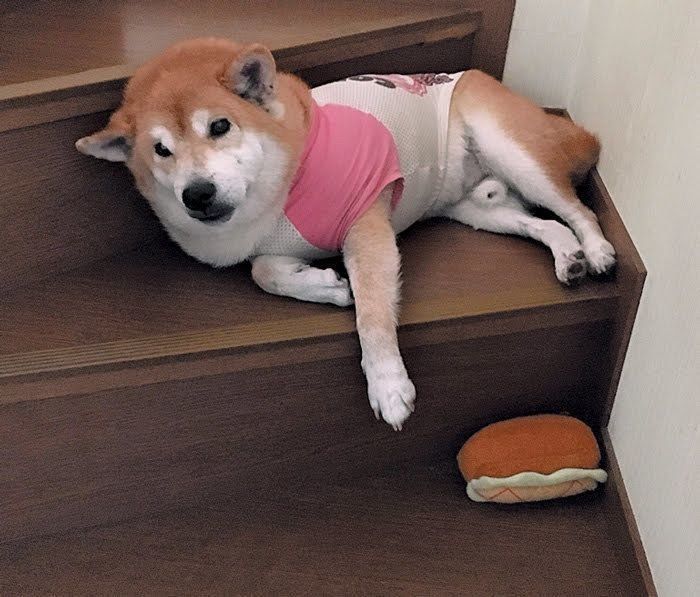 階段で寝る柴のむさしくん