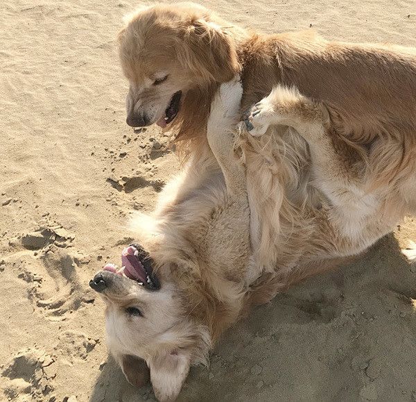 華丸くんと喜八くん