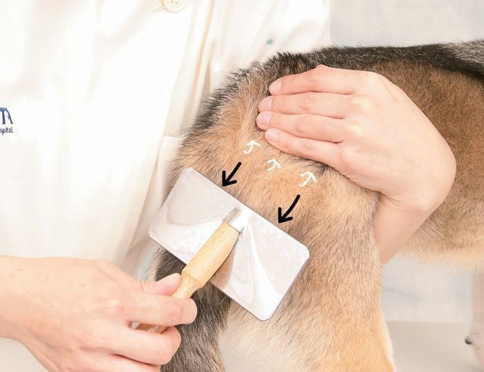 ブラッシングしている柴犬の腰のあたり