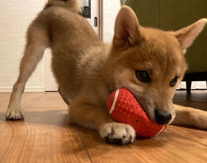おもちゃで遊ぶあさひくん