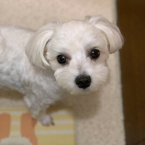 マルチーズのちゃちゃ丸くんはトイレまでついてきます