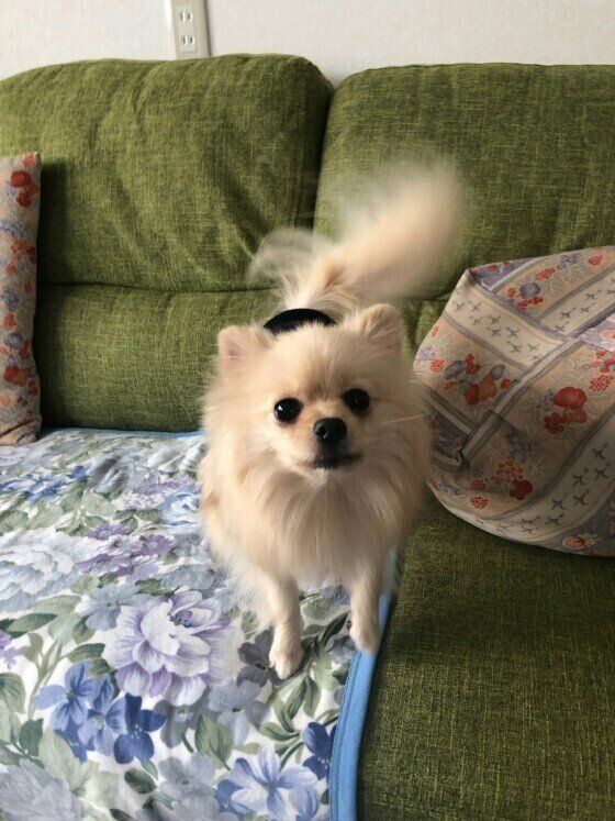 しっぽをブンブンするここちゃん