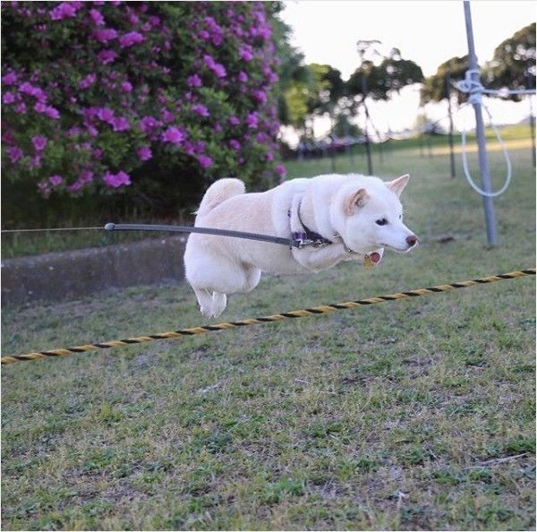 飛行犬