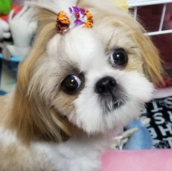 まんまるお目めのシー・ズー