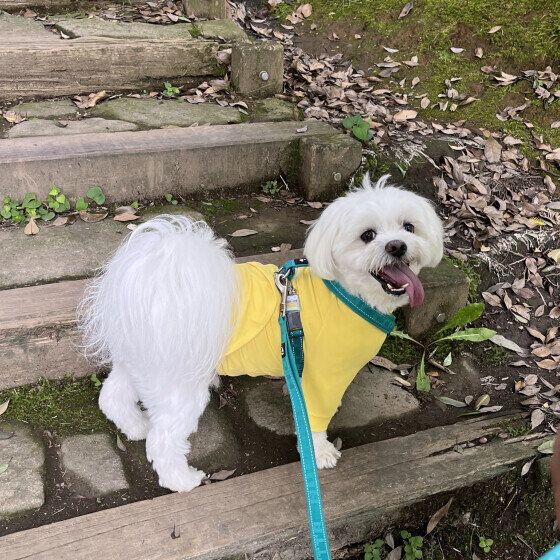 お散歩楽しいね♪ いぬのきもち