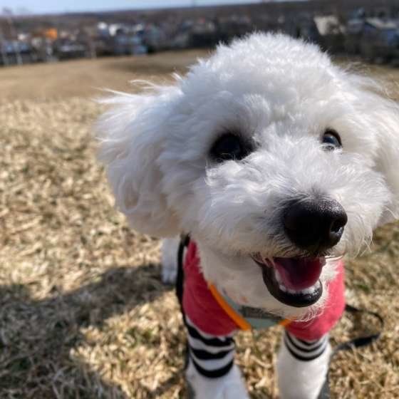 散歩するトイ・プードル