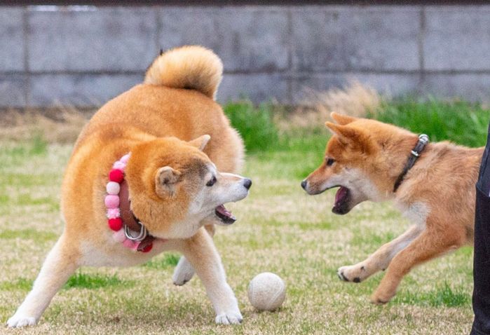 庭で遊ぶりんちゃん、れんくん