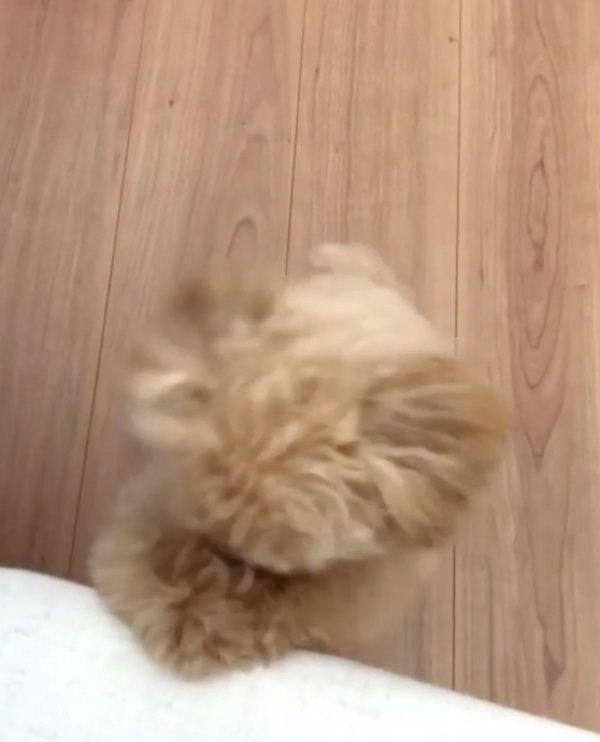 おねだりするティーカッププードル