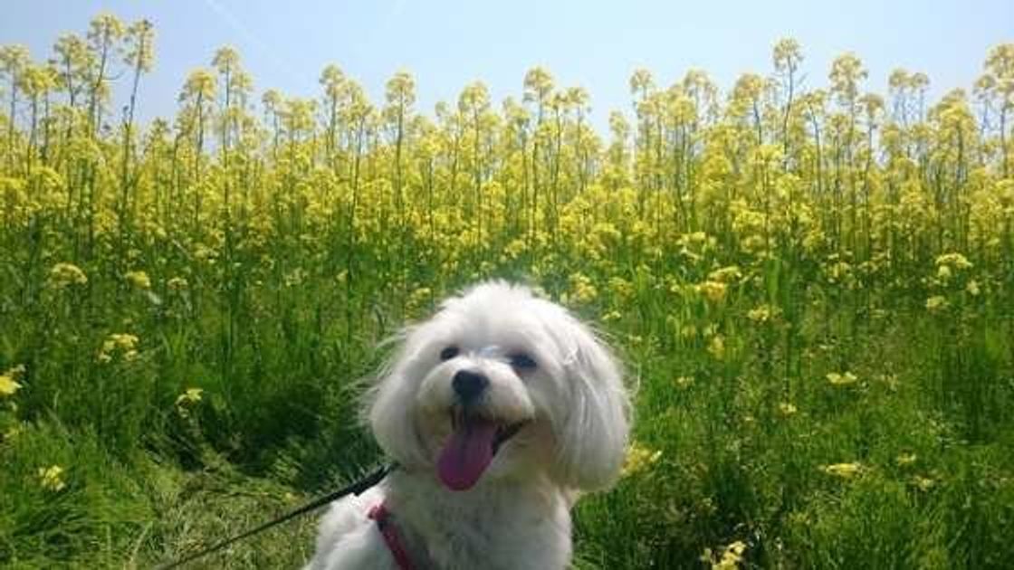 共働きでも犬は飼えるの 犬を飼うこと を改めて考えてみよう いぬのきもちweb Magazine 共働きでも犬は飼えるの 犬を飼うこと を改めて考えてみよう いぬのきもちweb Magazine