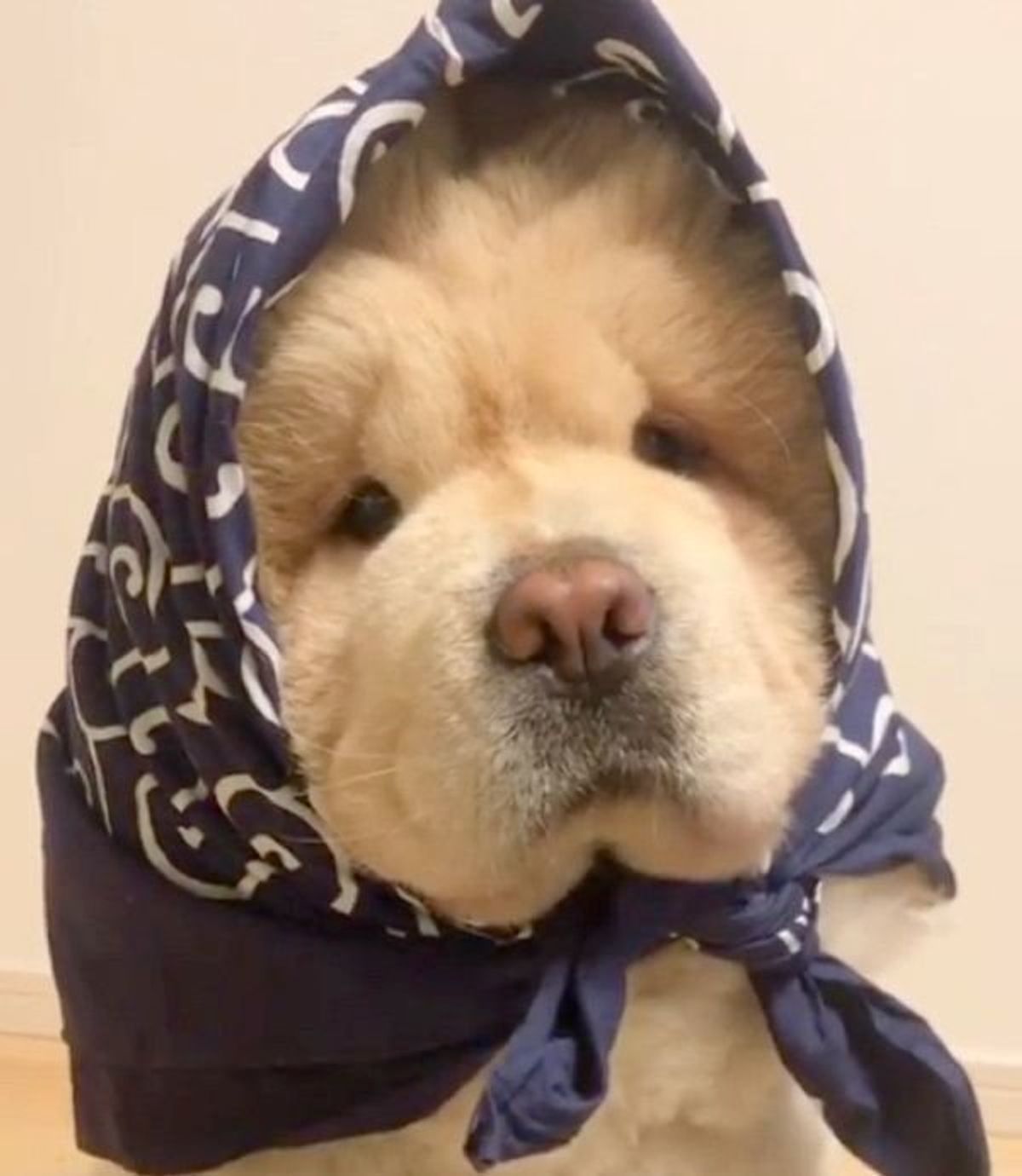 ボトルキャップチャレンジ に挑む犬 まさかの方法で見事成功 いぬのきもちweb Magazine ボトルキャップチャレンジ に挑む犬 まさかの方法で見事成功 いぬのきもちweb Magazine