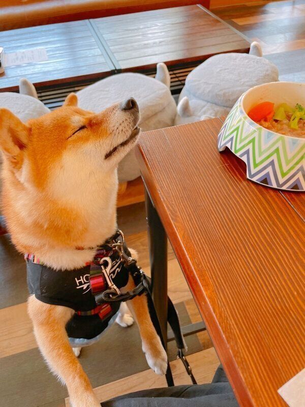 ごはんのニオイを嗅ぐちくわくん