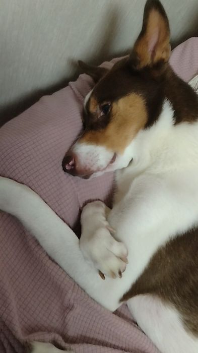 まるで“腕組み”のように横になる犬