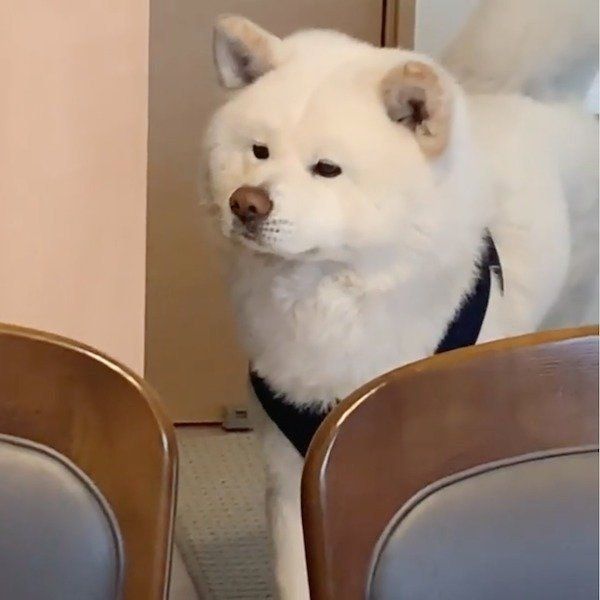 かまってほしい任三郎くん