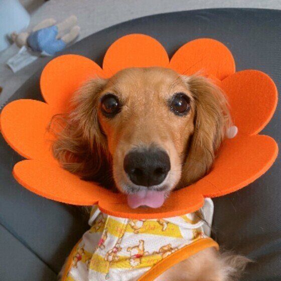 なぜ必要？ 犬にエリザベスカラーを装着させる理由と注意点 いぬのきもち