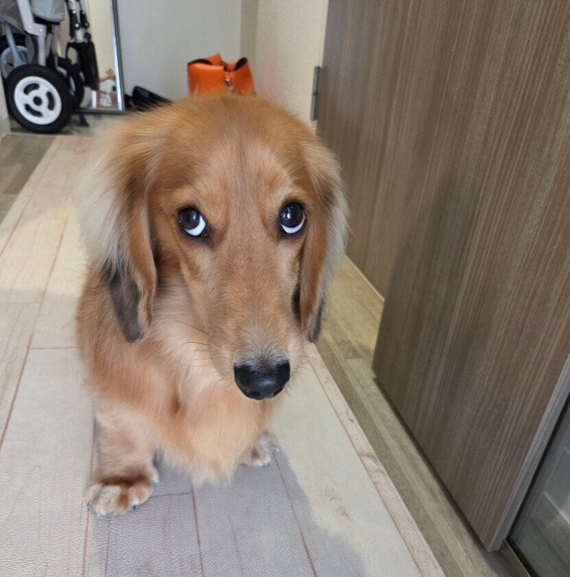 上目遣いで見つめるミニチュア・ダックスフント