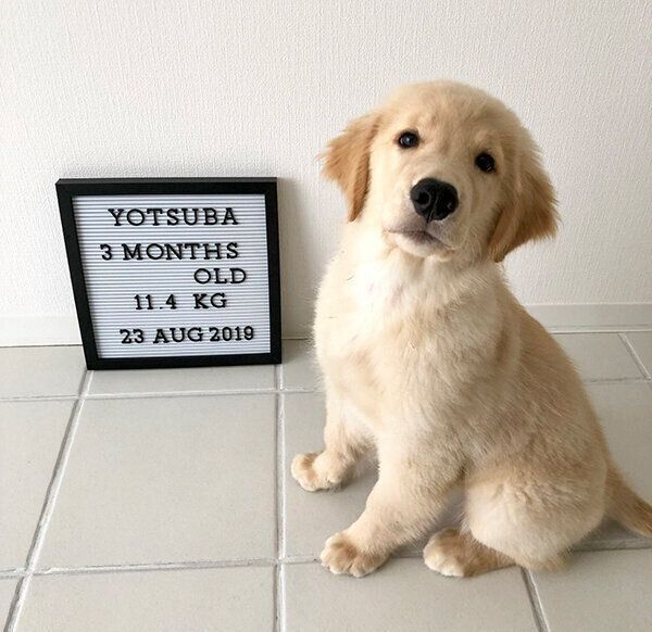 ドヤ顔をするよつばちゃん