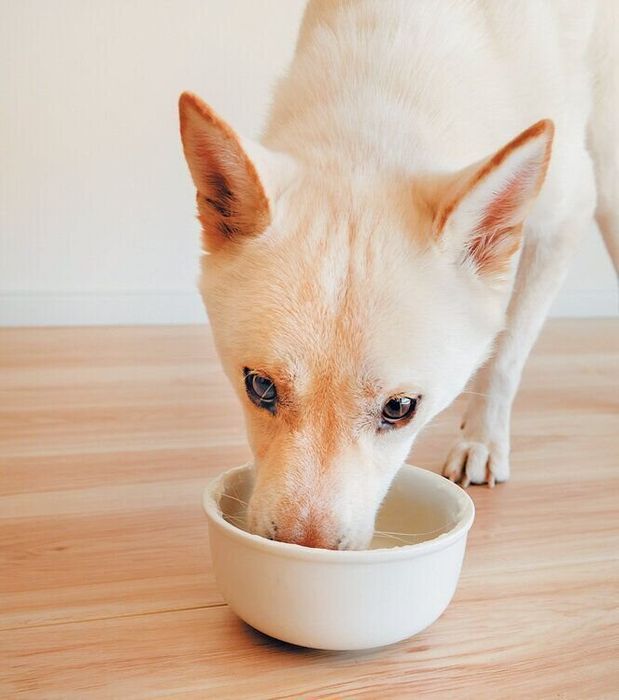 ゴハンを食べるロッシくん
