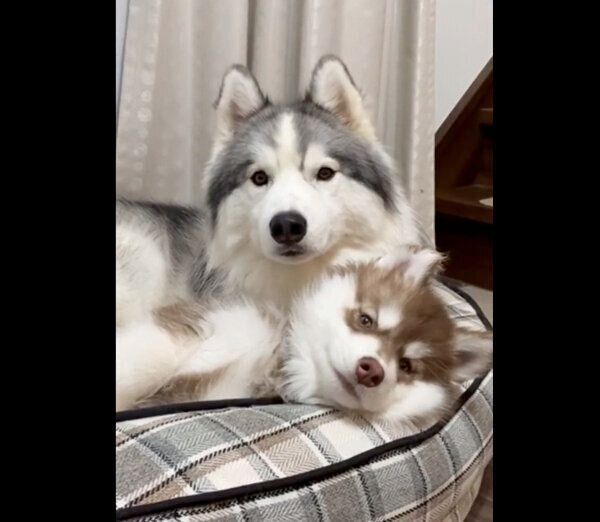 まったりするアポロくん、コスモくん