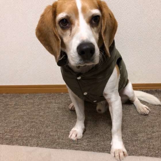 洋服似合ってる！ナッツくん