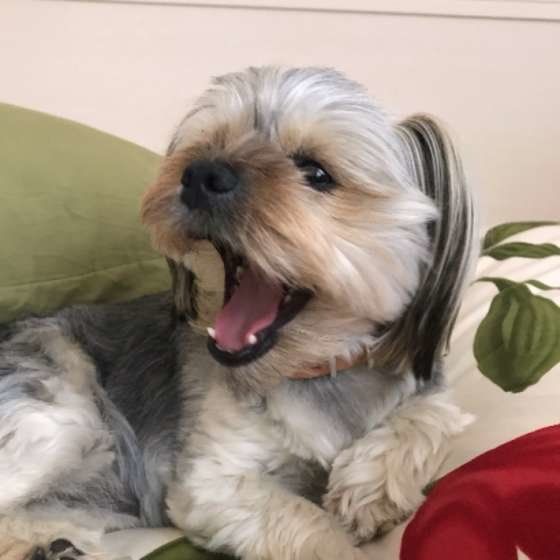 あくびをする犬