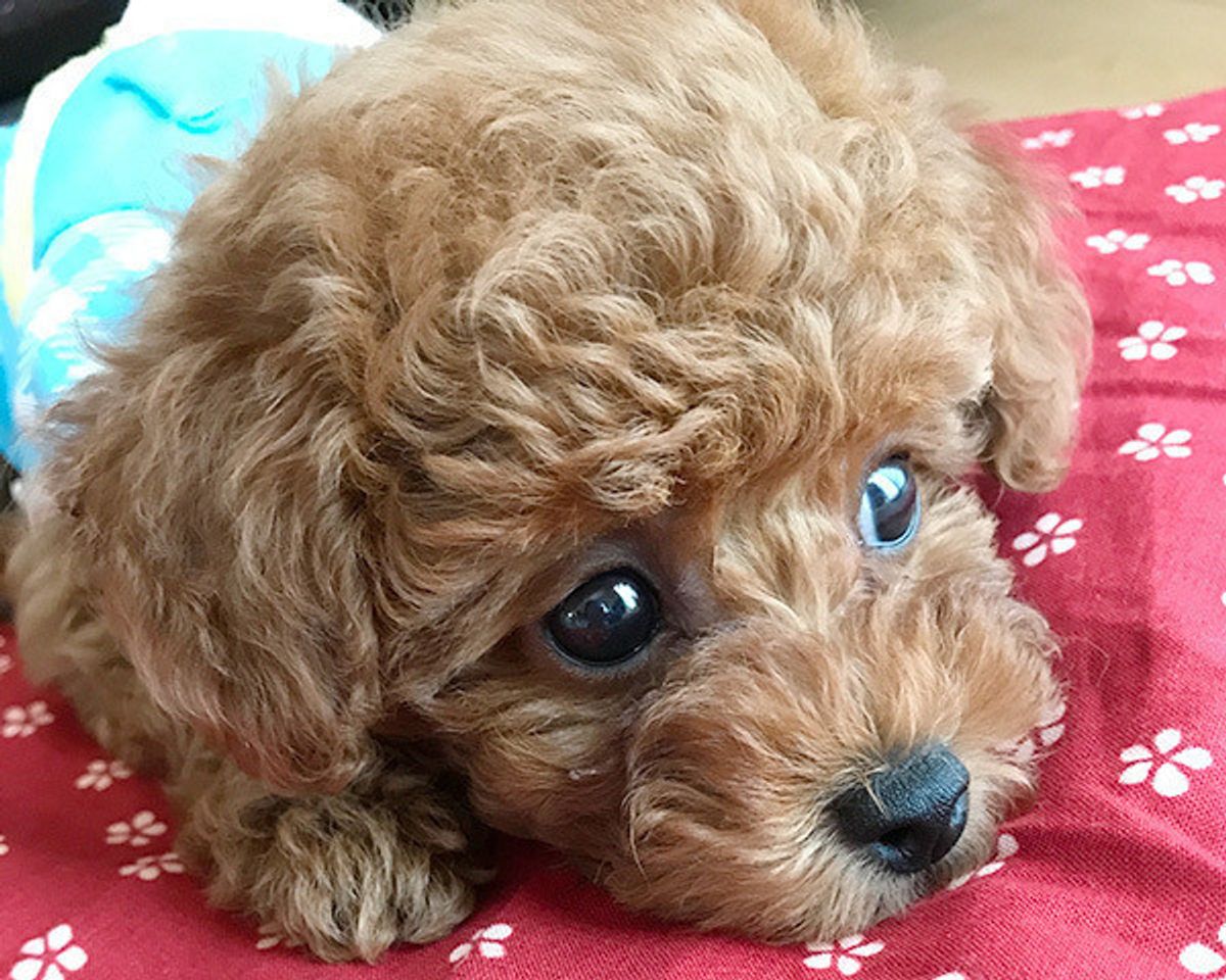 犬が見せる 9つのツンデレサイン 実は飼い主さんへの深 い愛情表現 いぬのきもちweb Magazine 犬が見せる 9つのツンデレサイン 実は飼い主さんへの深 い愛情表現 いぬのきもちweb Magazine
