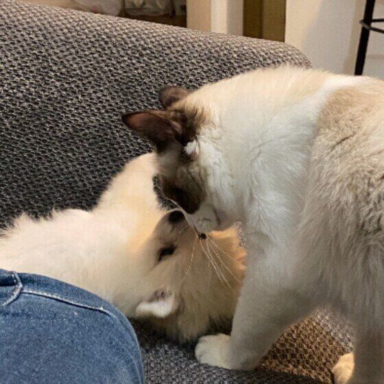 MIXのらいとくんと同居猫ちゃん