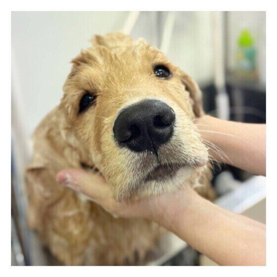 プロのシャンプーにうっとりのゴールデン・レトリーバーかいくん