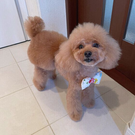 ケンカの仲裁が得意なモナちゃん