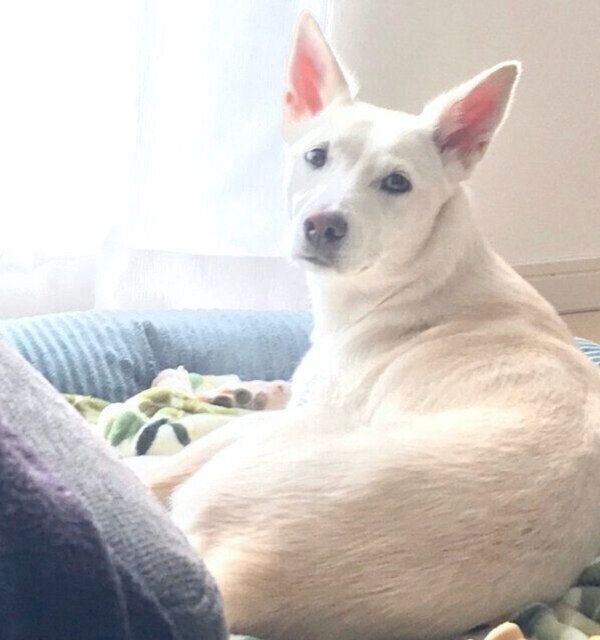 くつろぐハクちゃん