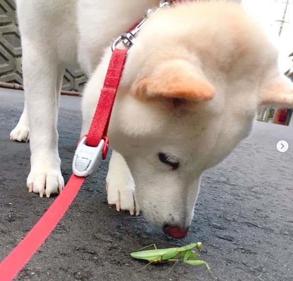カマキリを見つけた白柴・きなこちゃん