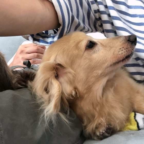 ダックスフンド