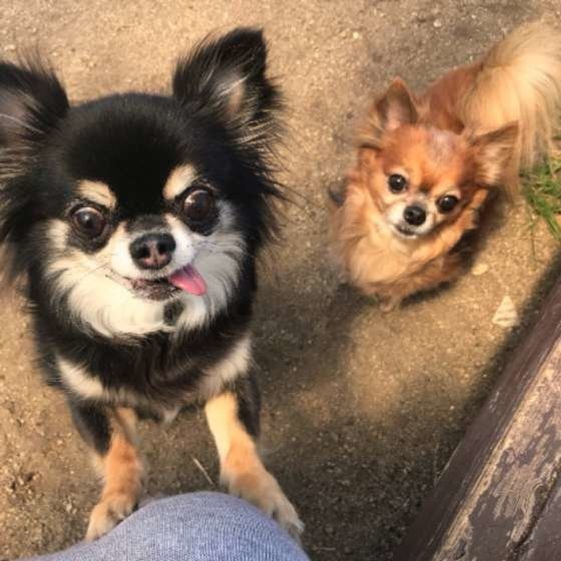 獣医師監修 小型犬は外飼いしても大丈夫 必要な環境や注意点 いぬのきもちweb Magazine 獣医師監修 小型犬は外飼いしても大丈夫 必要な環境や注意点 いぬのきもちweb Magazine