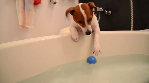 ボールが欲しいジャック・ラッセル・テリア